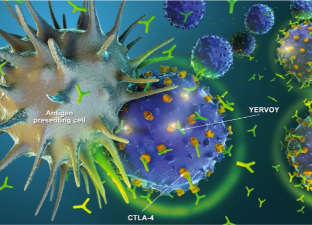 YERVOY är en monoklonal antikropp som binder till CTLA-4